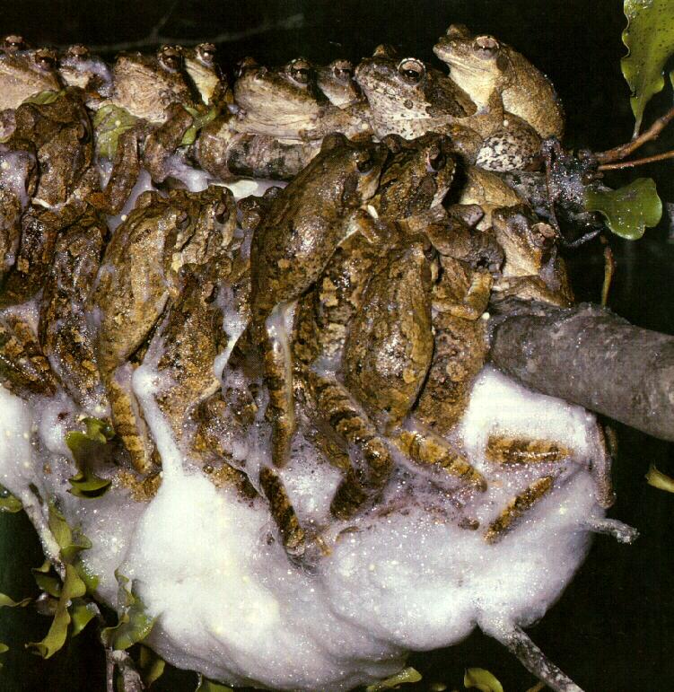 žaba sa gnezdom od pene