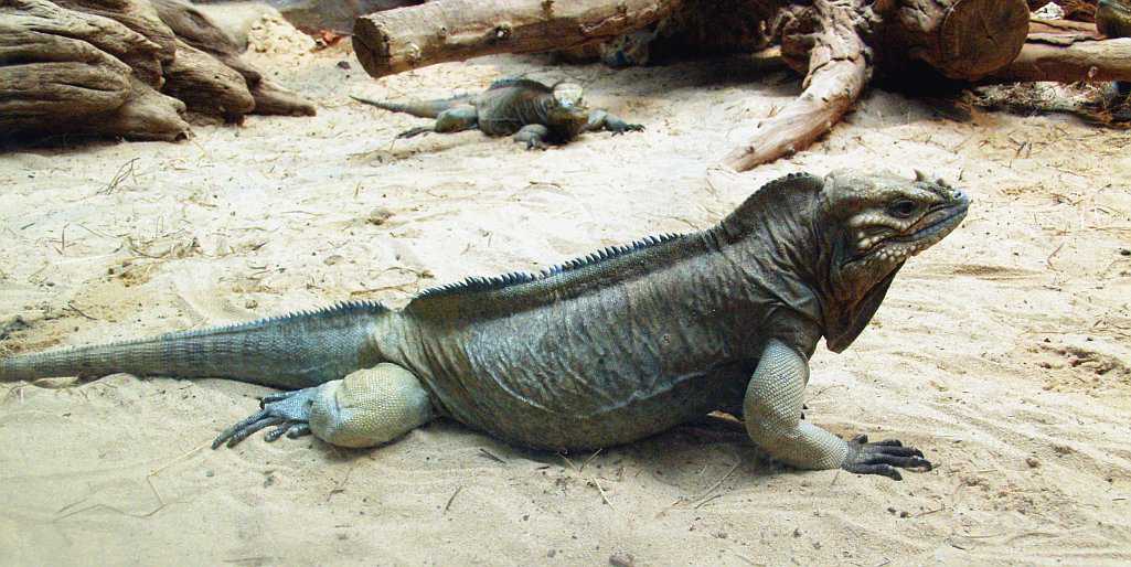 nosorožna iguana