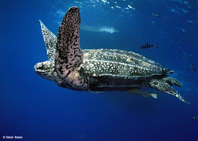 morska kožasta kornjača