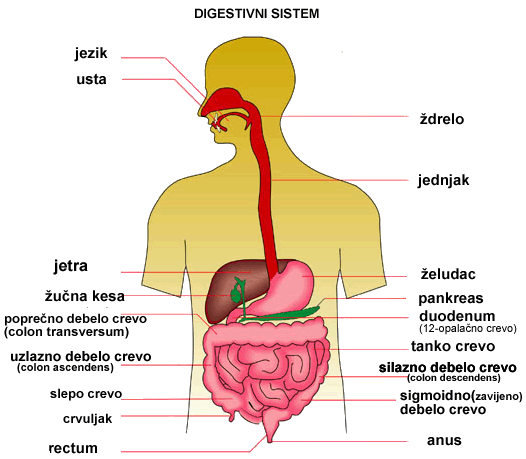 digestivni sistem