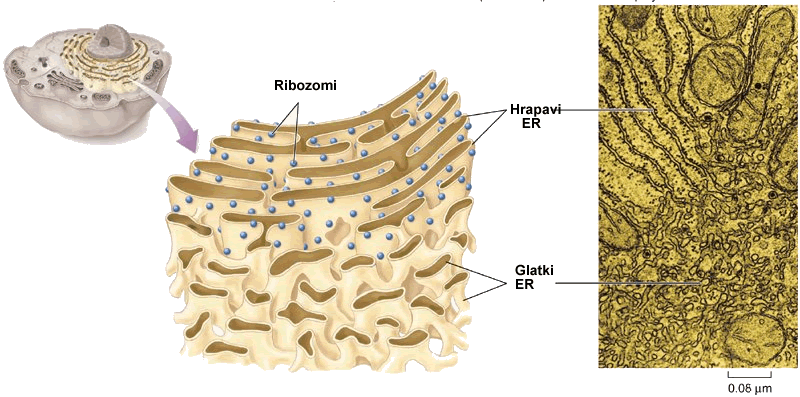 endoplazmatični retikulum