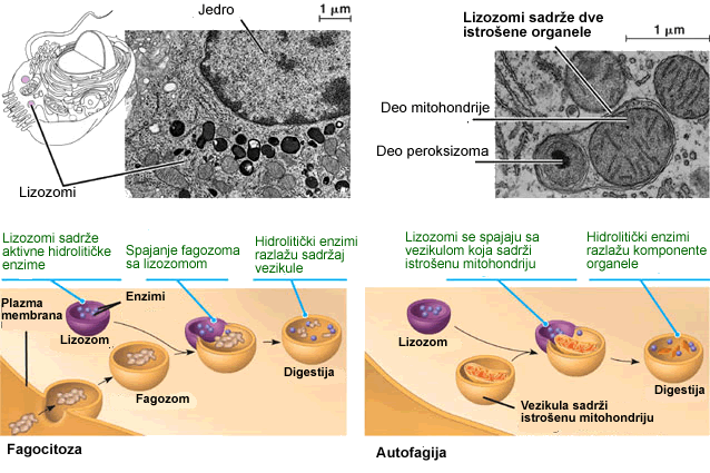 lizozomi