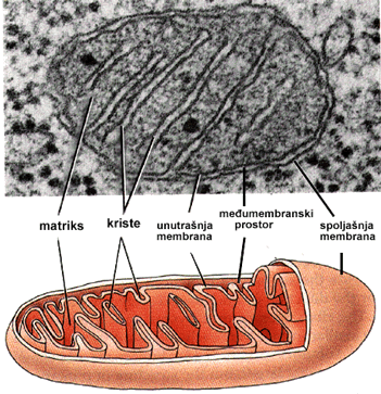 mitohondrije