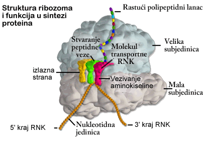 ribozomi
