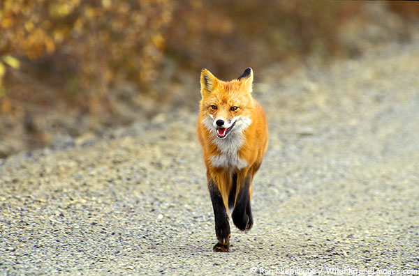 crvena lisica