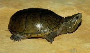 mirišljava kornjača