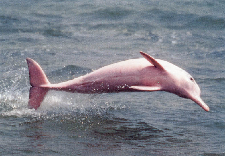 amazonski delfin
