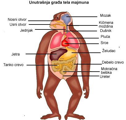 anatomija majmuna