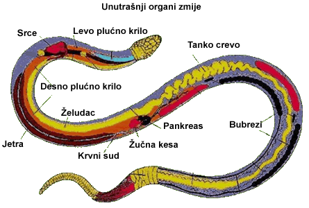 anatomija zmije