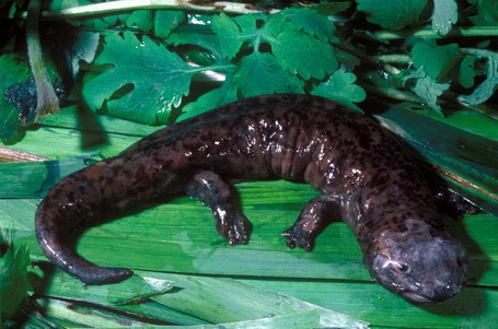 džinovski japanski salamander