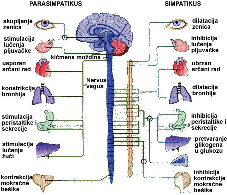 autonomni nervni sistem