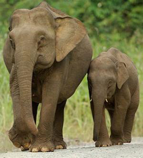 azijski slon