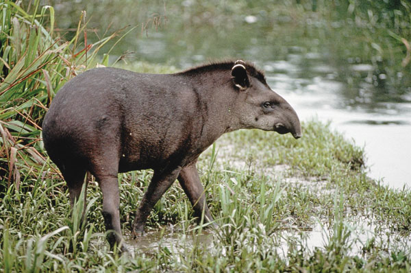 brazilski tapir
