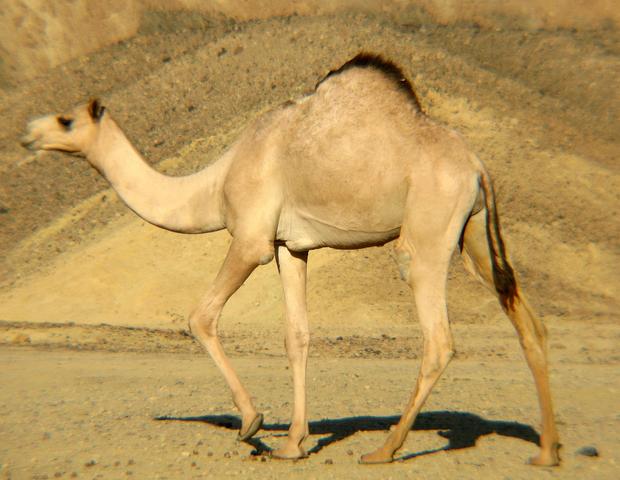 jednogrba kamila