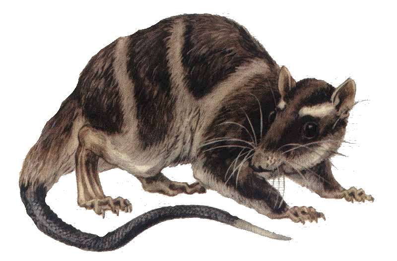 vodeni oposum