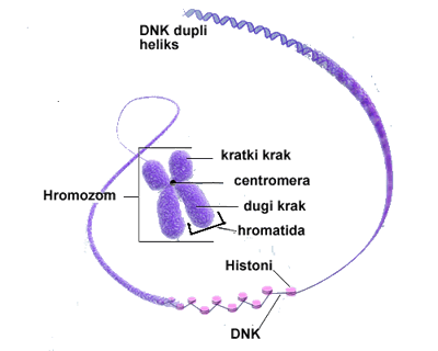 struktura hromozoma