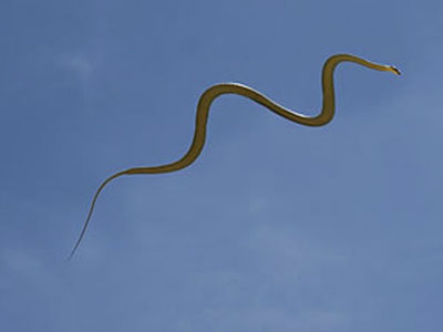 leteće zmije