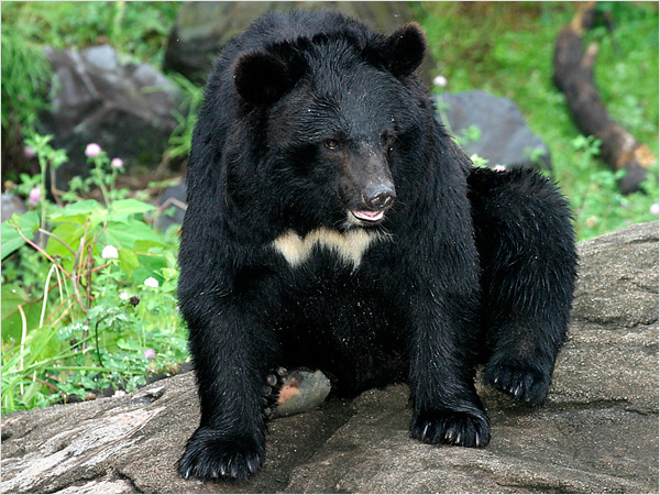 crni azijski medved