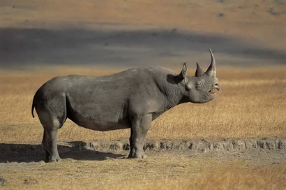 crni nosorog