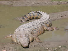 slanovodni krokodil