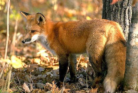 crvena lisica