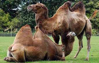dvogrba kamila