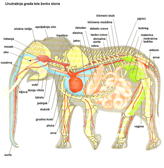 anatomija slona