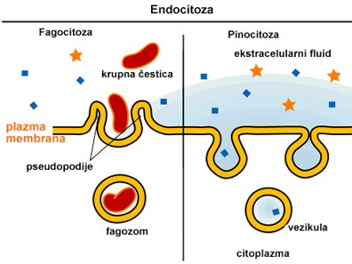 endocitoza