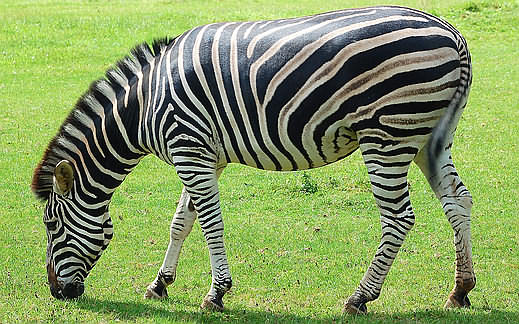obična zebra