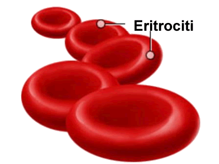 eritrociti