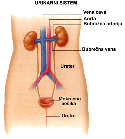 urinarni sistem