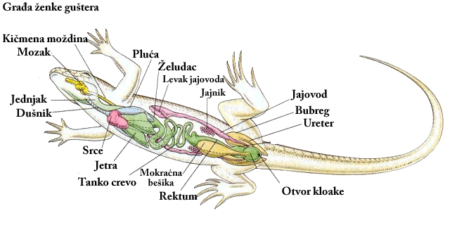 anatomija gustera