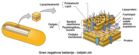 celijski zid gram- bakterija