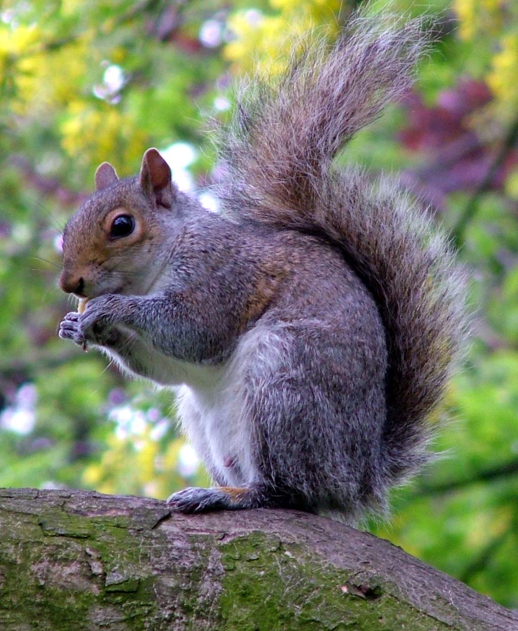 siva veverica