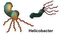 helicobacter