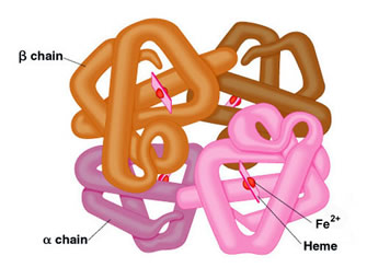 struktura hemoglobina