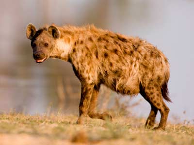 šarena hijena