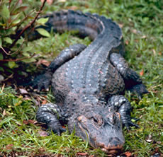 kineski aligator
