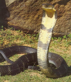 kraljevska kobra
