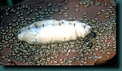 kraljica termita