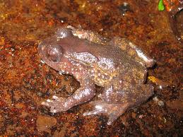 hohšteterova žaba