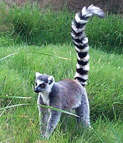 lemur cata