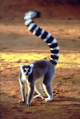lemur madagaskar