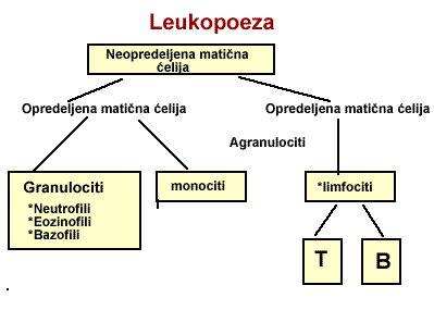 leukopoeza
