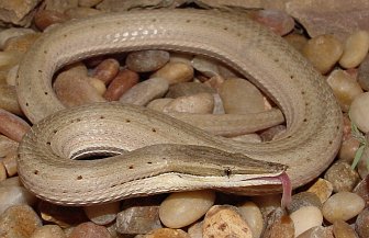 bartonov zmijski gušter