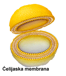 membrana
