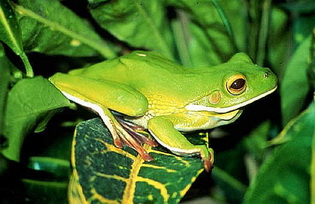 džinovska arborealna žaba