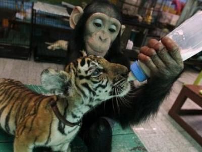 ljubav šimpanze i tigrića