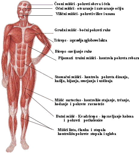 mišićni sistem