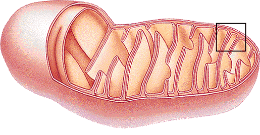 mitohondrije